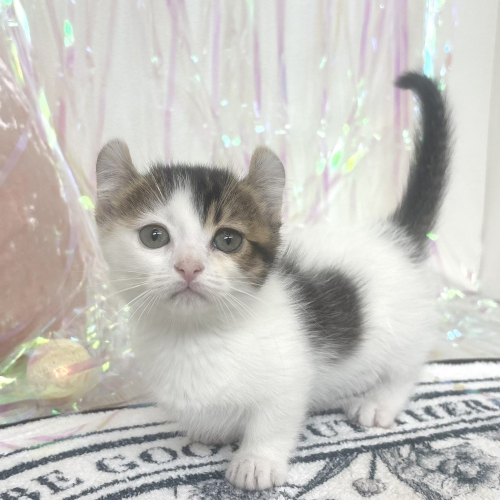 福岡県のキンカロー (犬の家＆猫の里シュロアモール筑紫野店/2026年1月21日生まれ/女の子/ブラウンタビーホワイト)の子猫の4枚目の画像