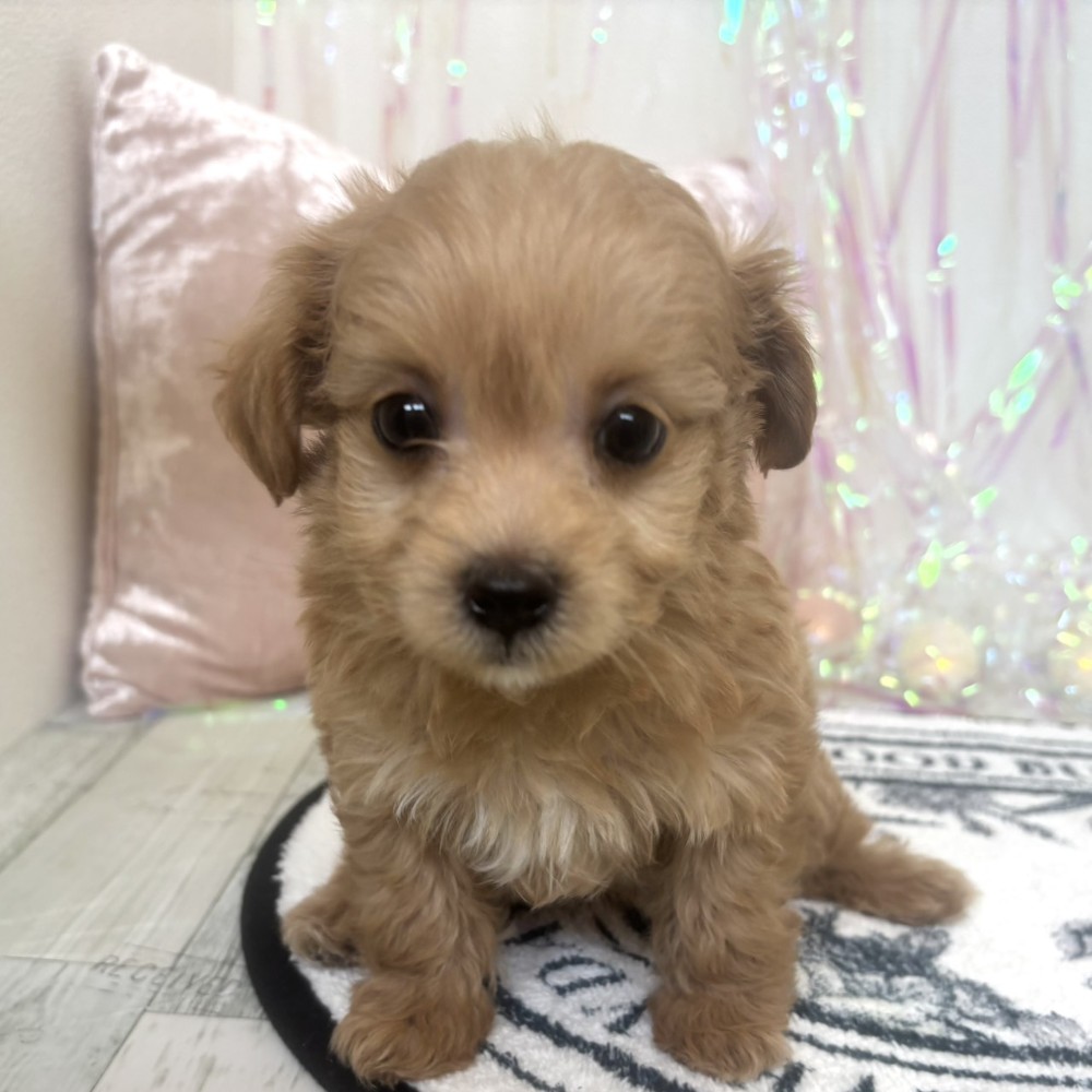 福岡県のチワプー/プーチー(チワワ×プードル) (犬の家＆猫の里シュロアモール筑紫野店/2026年1月26日生まれ/男の子/アプリコット)の子犬の4枚目の画像