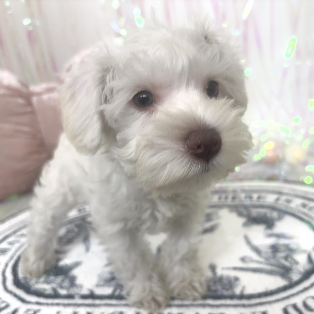 福岡県のミニチュアシュナウザー (犬の家＆猫の里シュロアモール筑紫野店/2026年1月24日生まれ/女の子/ホワイト)の子犬の4枚目の画像