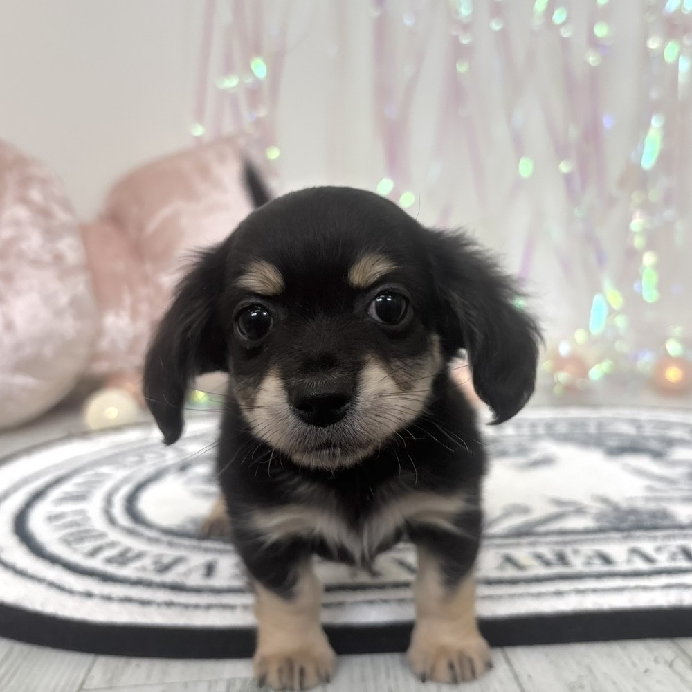 福岡県のチワックス(チワワ×ダックス) (犬の家＆猫の里シュロアモール筑紫野店/2026年2月2日生まれ/男の子/ブラックイエロー)の子犬の4枚目の画像