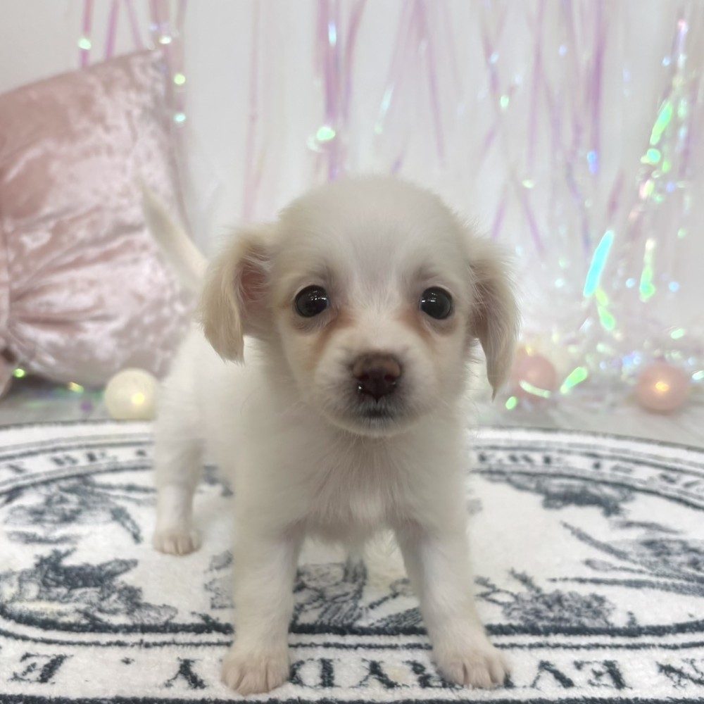 福岡県のポメックス(ポメラニアン×ダックス) (犬の家＆猫の里シュロアモール筑紫野店/2026年1月30日生まれ/女の子/クリームホワイト)の子犬の4枚目の画像