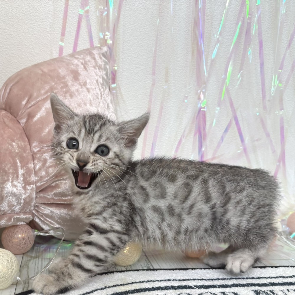 福岡県のベンガル (犬の家＆猫の里シュロアモール筑紫野店/2026年2月1日生まれ/男の子/ブラックシルバースポットタビー)の子猫の4枚目の画像