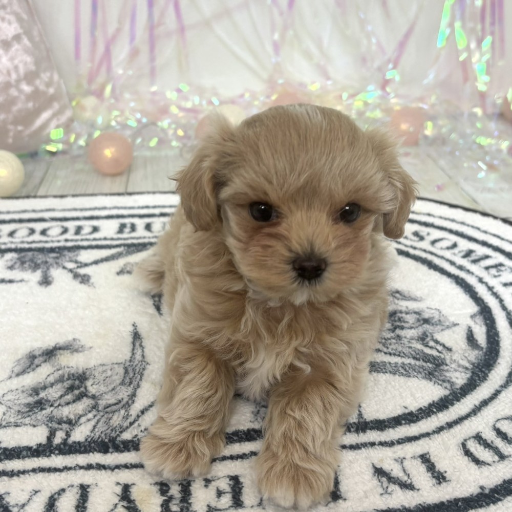 福岡県のマルプー(マルチーズ×プードル) (犬の家＆猫の里シュロアモール筑紫野店/2026年2月2日生まれ/女の子/クリームホワイト)の子犬の4枚目の画像