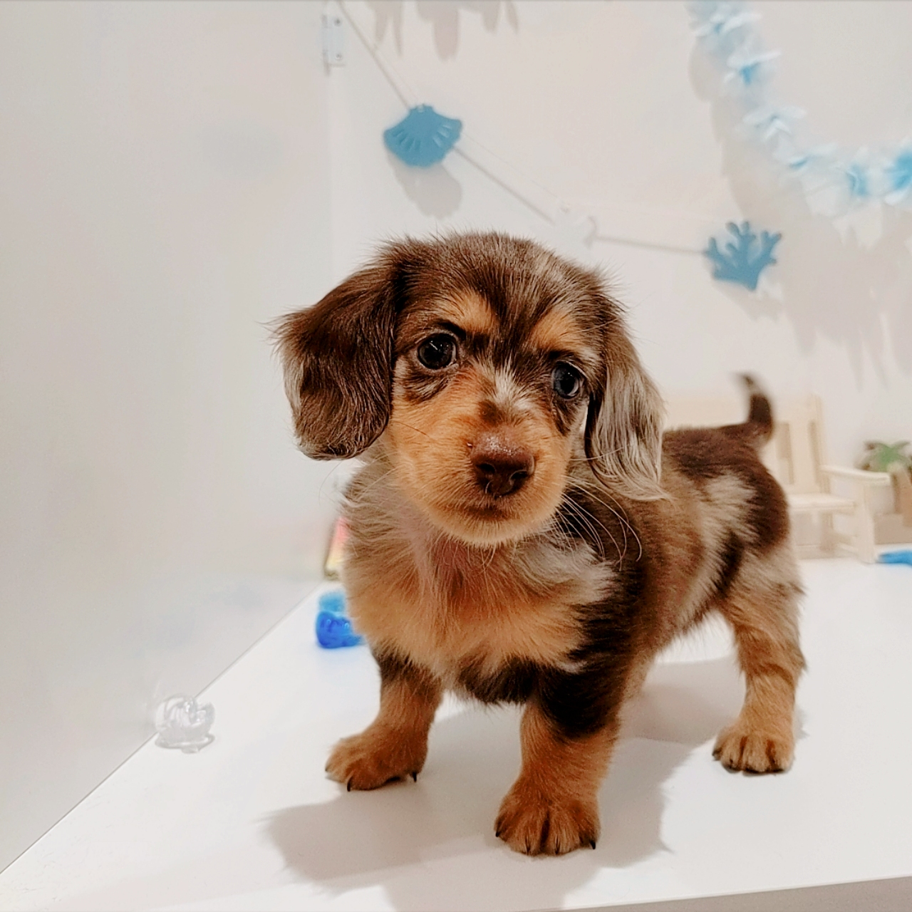 岡山県のミニチュアダックスフンド(ロング) (犬の家＆猫の里天満屋ハピーズ西大寺モール店/2026年6月7日生まれ/女の子/チョコレートダップル)の子犬の4枚目の画像