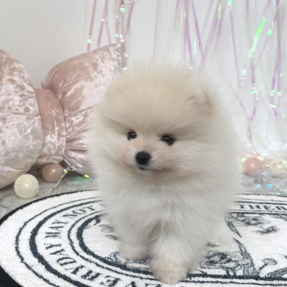 福岡県のポメラニアン (犬の家＆猫の里シュロアモール筑紫野店/2026年2月2日生まれ/男の子/クリーム)の子犬の4枚目の画像