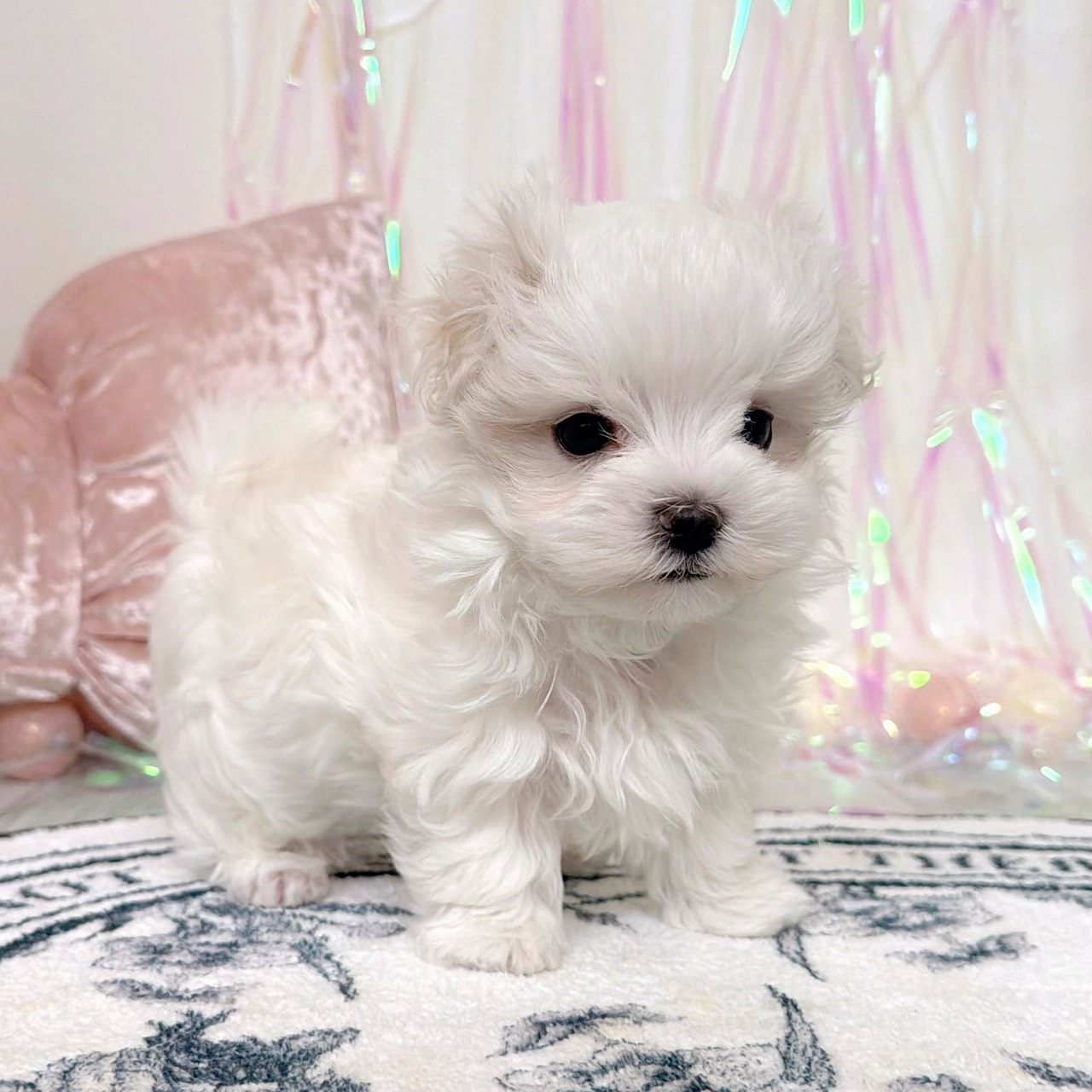 福岡県のマルチーズ (犬の家＆猫の里シュロアモール筑紫野店/2026年1月31日生まれ/男の子/ホワイト)の子犬の4枚目の画像