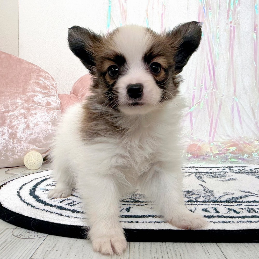 福岡県のパピヨン (犬の家＆猫の里シュロアモール筑紫野店/2026年2月3日生まれ/男の子/ホワイトブラウン)の子犬の4枚目の画像
