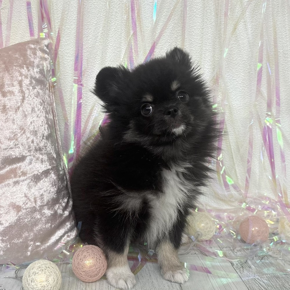 福岡県のポメチワ/チワポメ/ポメチー(ポメラニアン×チワワ) (犬の家＆猫の里シュロアモール筑紫野店/2026年1月26日生まれ/女の子/ブラッククリーム)の子犬の4枚目の画像