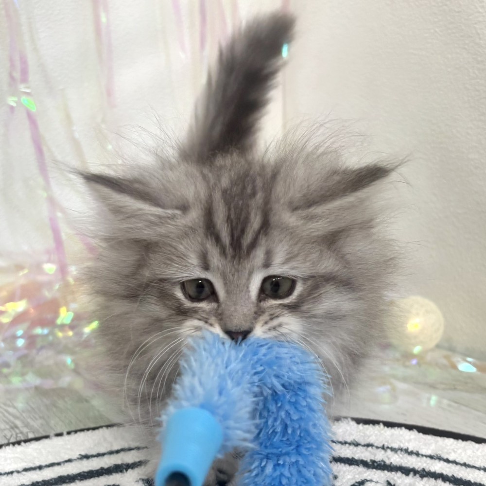 福岡県のミヌエット (犬の家＆猫の里シュロアモール筑紫野店/2026年1月27日生まれ/男の子/シルバーマッカレルタビー)の子猫の4枚目の画像