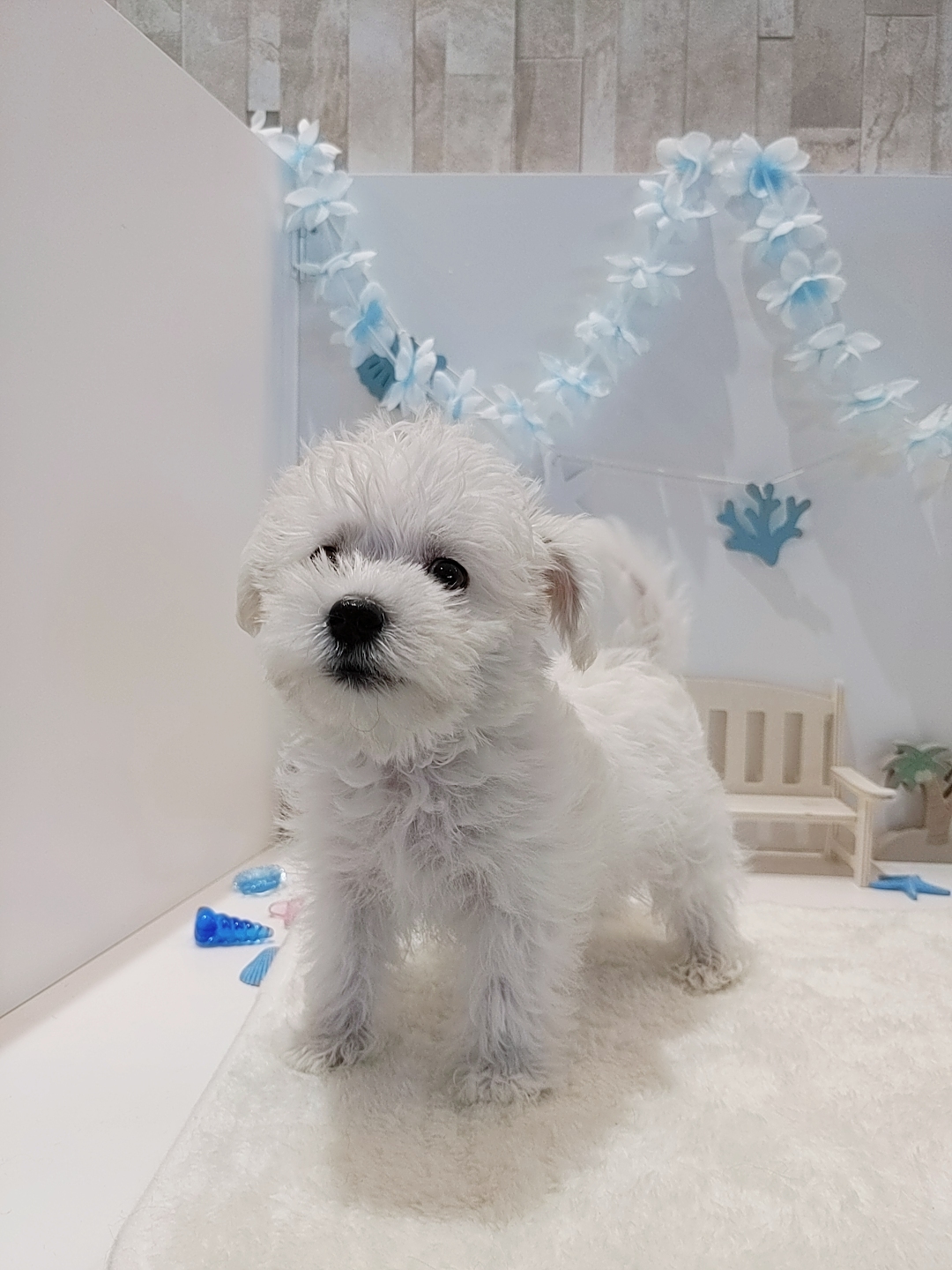 ハーフ犬男の子の写真