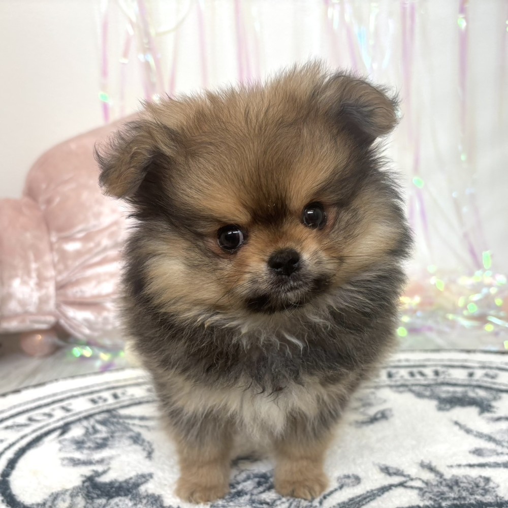 福岡県のポメチワ/チワポメ/ポメチー(ポメラニアン×チワワ) (犬の家＆猫の里シュロアモール筑紫野店/2026年1月29日生まれ/男の子/オレンジセーブル)の子犬の4枚目の画像