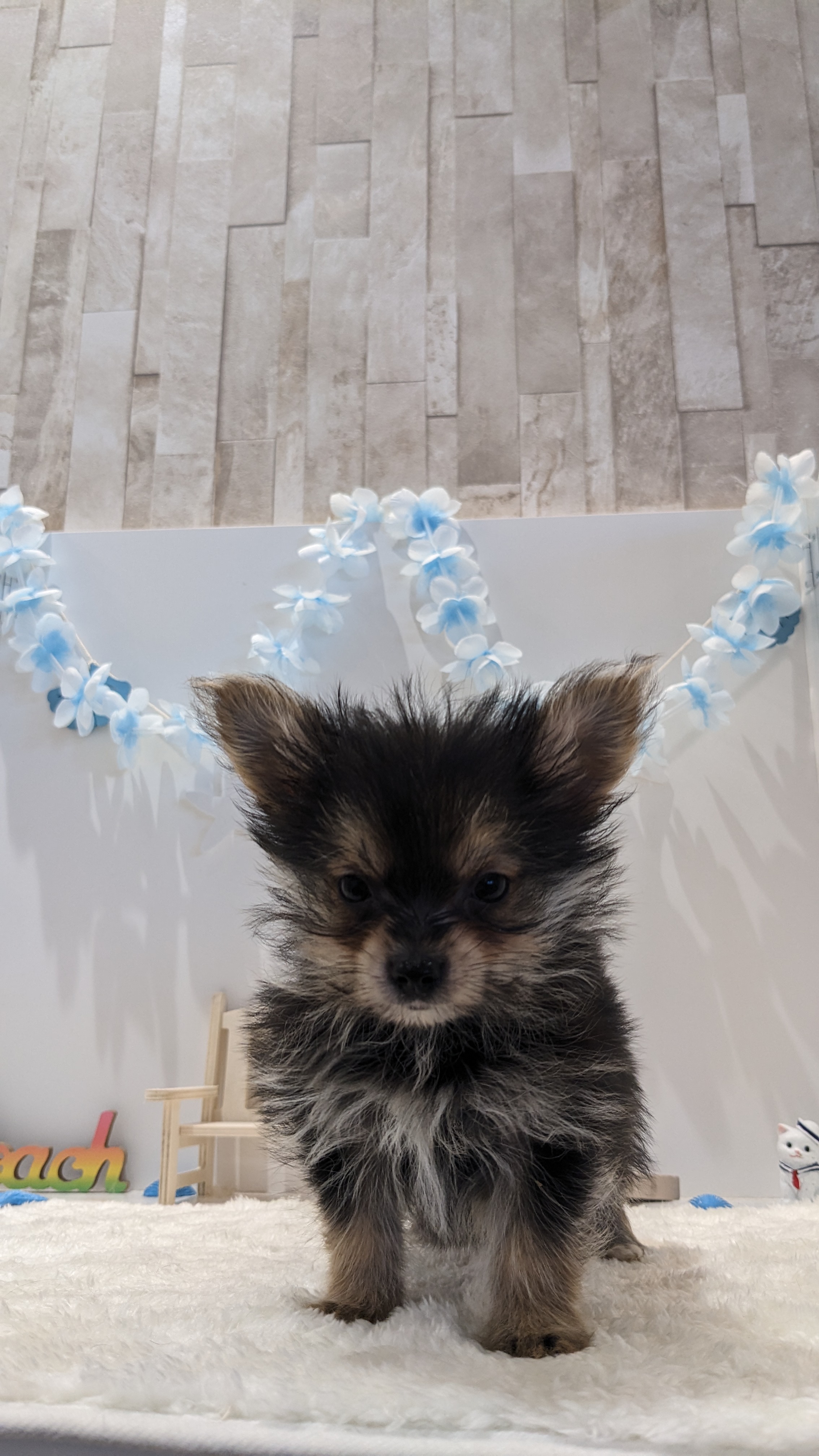 岡山県のポメキー(ポメラニアン×ヨークシャーテリア) (犬の家＆猫の里天満屋ハピーズ西大寺モール店/2026年6月7日生まれ/男の子/ブラックタン)の子犬の4枚目の画像