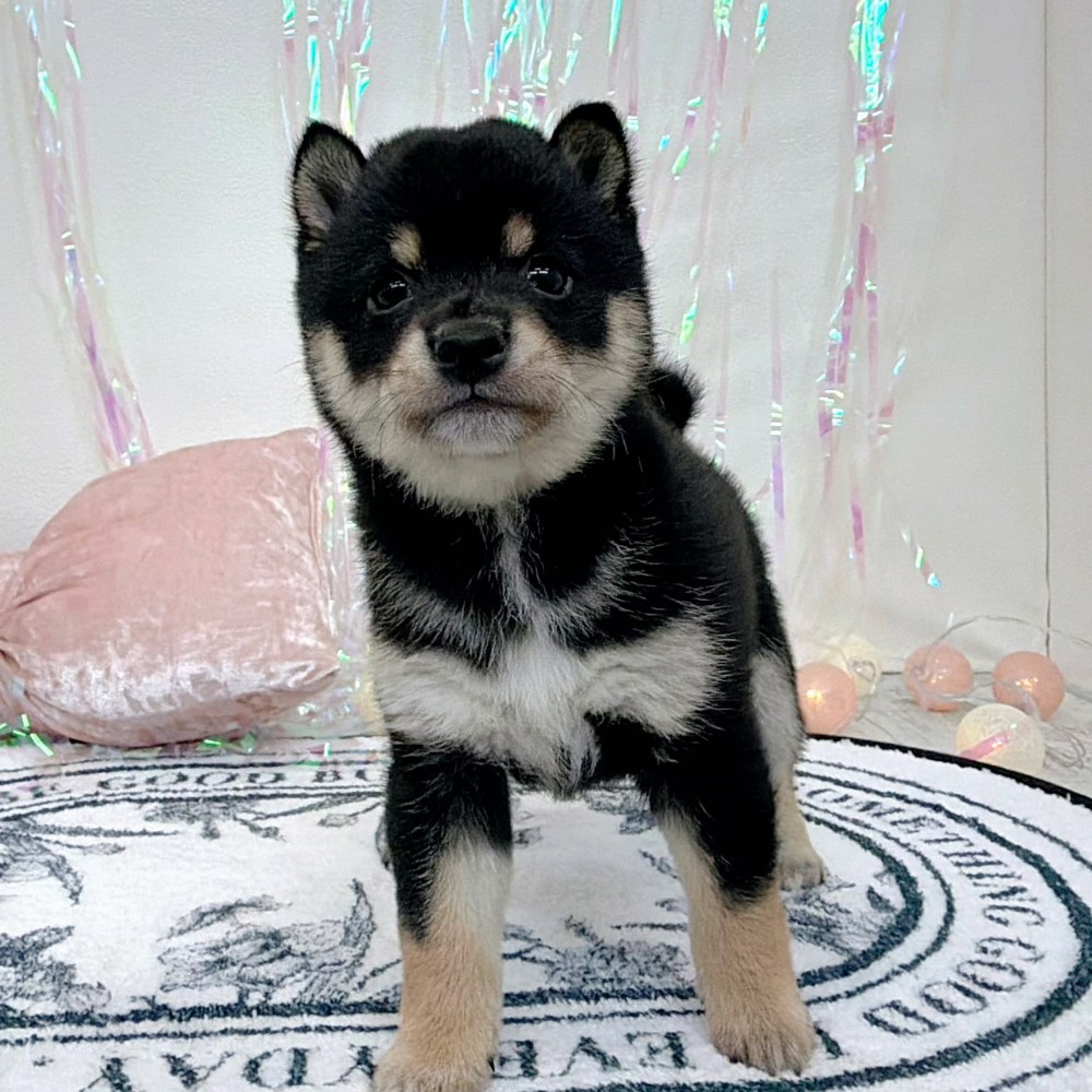 福岡県の豆柴 (犬の家＆猫の里シュロアモール筑紫野店/2026年2月9日生まれ/女の子/黒)の子犬の4枚目の画像