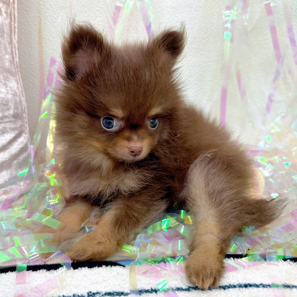 福岡県のポメチワ/チワポメ/ポメチー(ポメラニアン×チワワ) (犬の家＆猫の里シュロアモール筑紫野店/2026年1月26日生まれ/男の子/チョコレートタン)の子犬の4枚目の画像