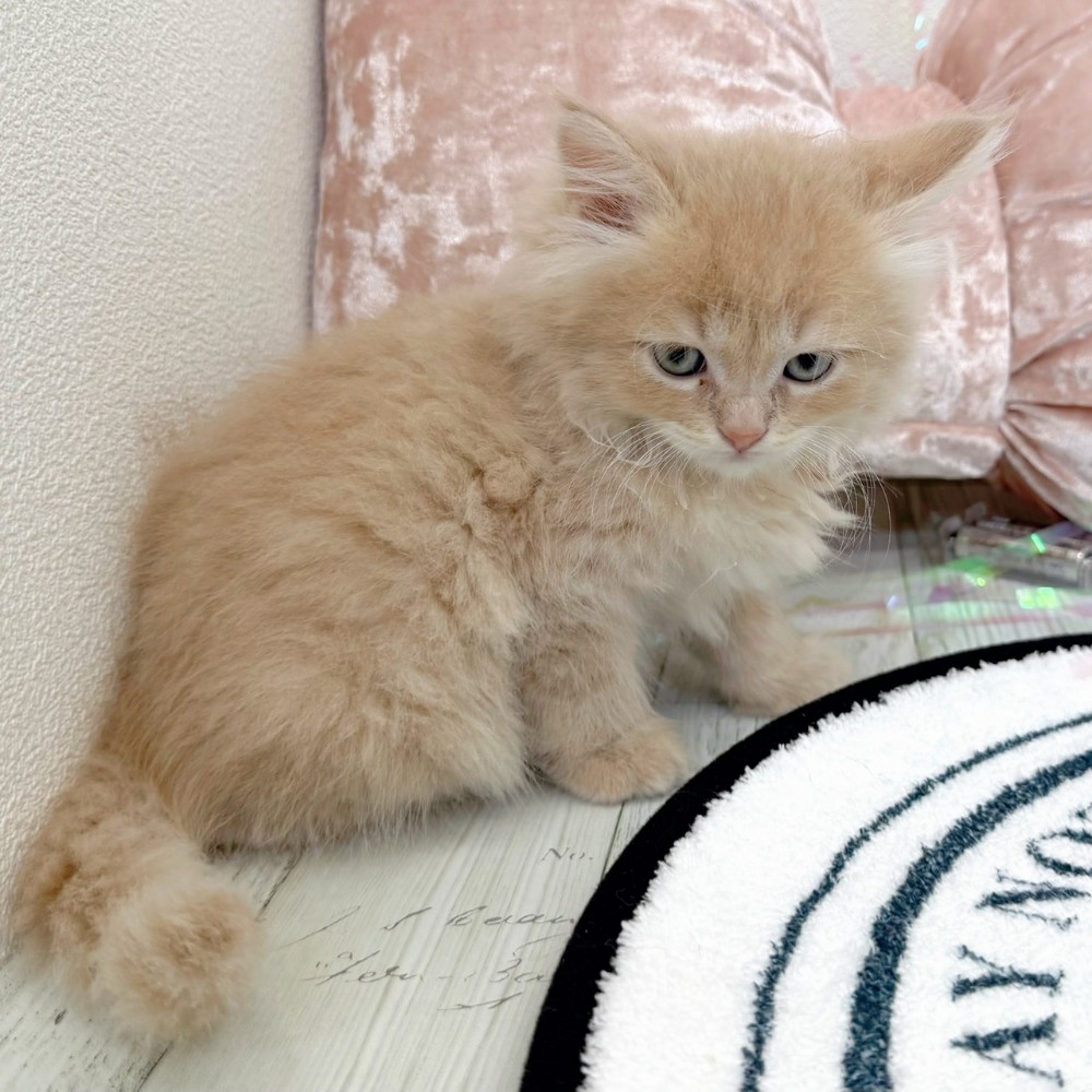 福岡県のサイベリアン (犬の家＆猫の里シュロアモール筑紫野店/2026年2月9日生まれ/男の子/クリームタビー)の子猫の4枚目の画像