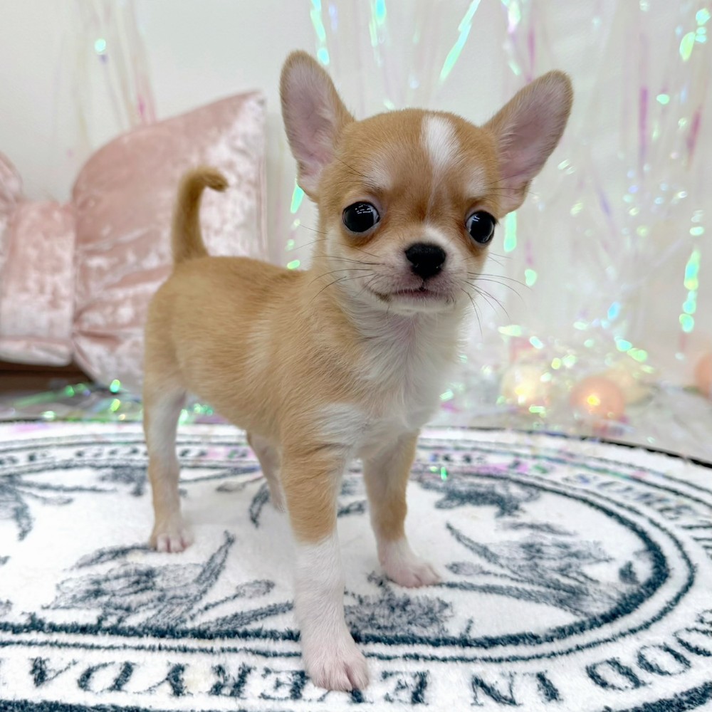 福岡県のチワワ(スムース) (犬の家＆猫の里シュロアモール筑紫野店/2026年2月10日生まれ/男の子/フォーンホワイト)の子犬の4枚目の画像