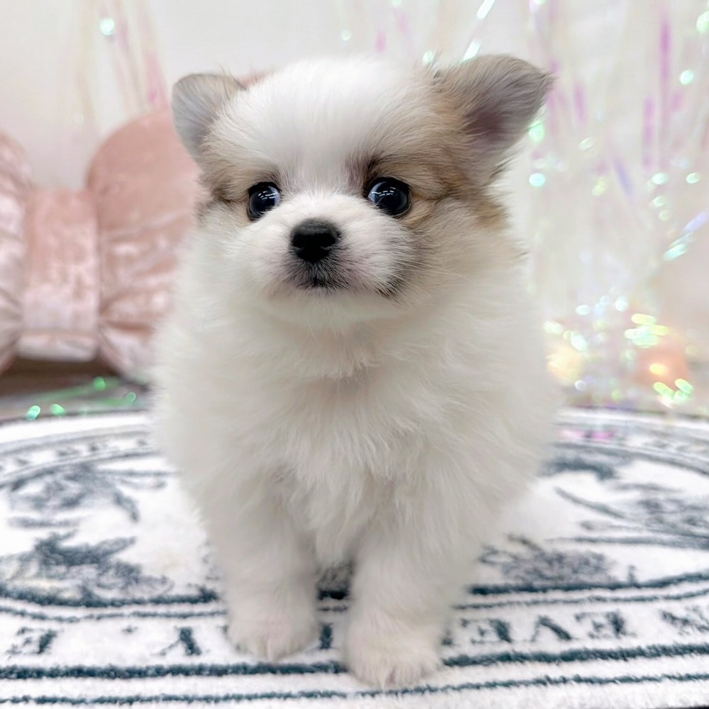 福岡県のポメチワ/チワポメ/ポメチー(ポメラニアン×チワワ) (犬の家＆猫の里シュロアモール筑紫野店/2026年2月8日生まれ/女の子/パーティーカラー)の子犬の4枚目の画像