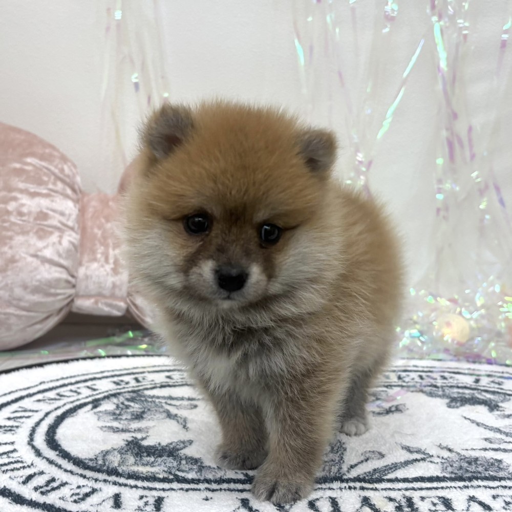 福岡県のポメ柴/豆ポメ/ポメ豆柴(ポメラニアン×柴犬) (犬の家＆猫の里シュロアモール筑紫野店/2026年2月10日生まれ/男の子/赤)の子犬の4枚目の画像