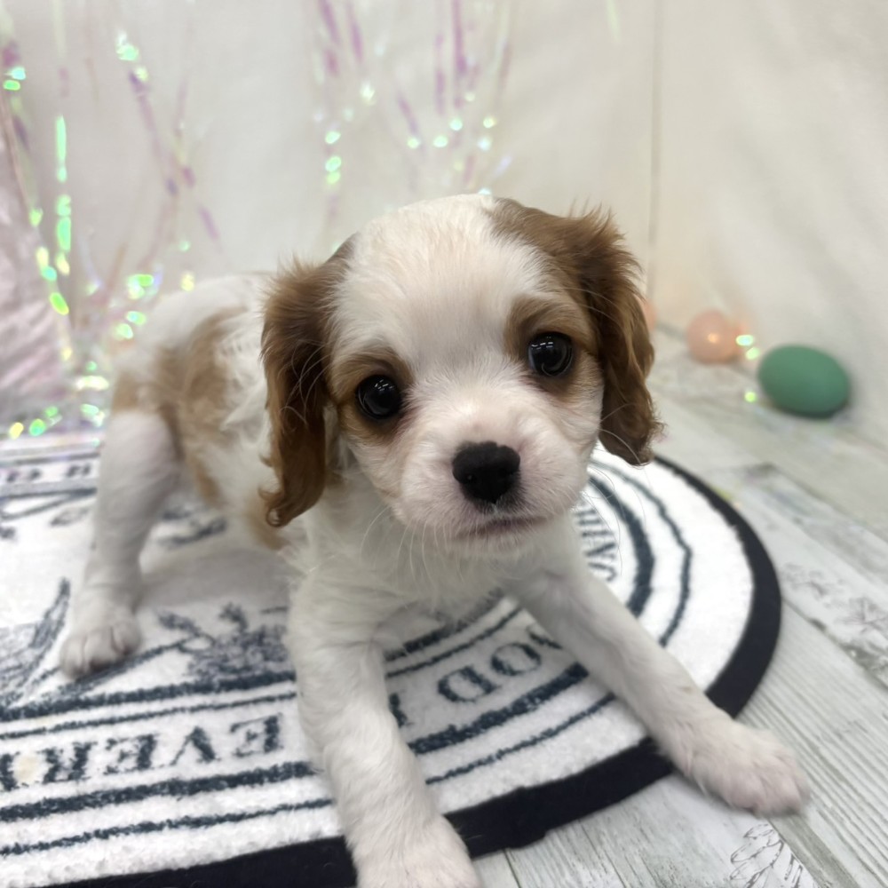 福岡県のキャバリアキングチャールズスパニエル (犬の家＆猫の里シュロアモール筑紫野店/2026年2月8日生まれ/女の子/ブレンハイム)の子犬の4枚目の画像