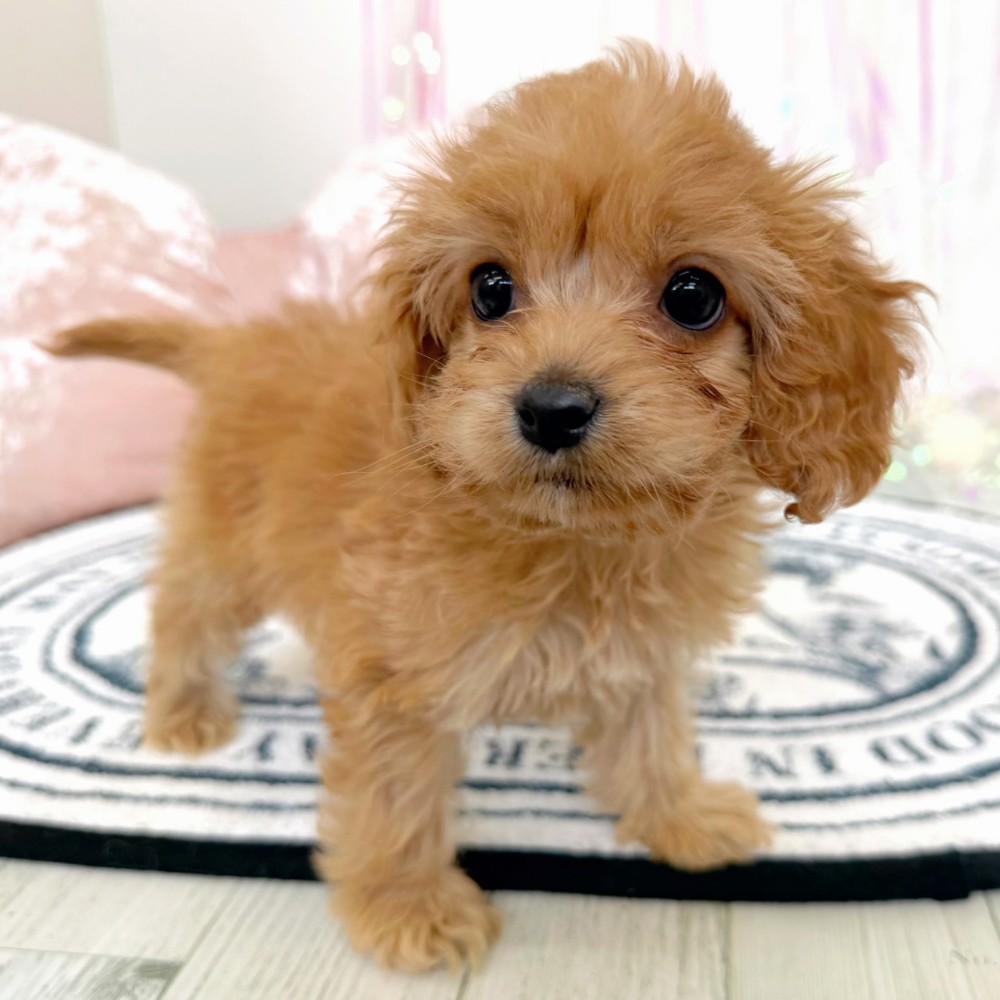 福岡県のコッカプー(アメリカンコッカースパニエル×プードル) (犬の家＆猫の里シュロアモール筑紫野店/2026年2月7日生まれ/女の子/レッド)の子犬の4枚目の画像