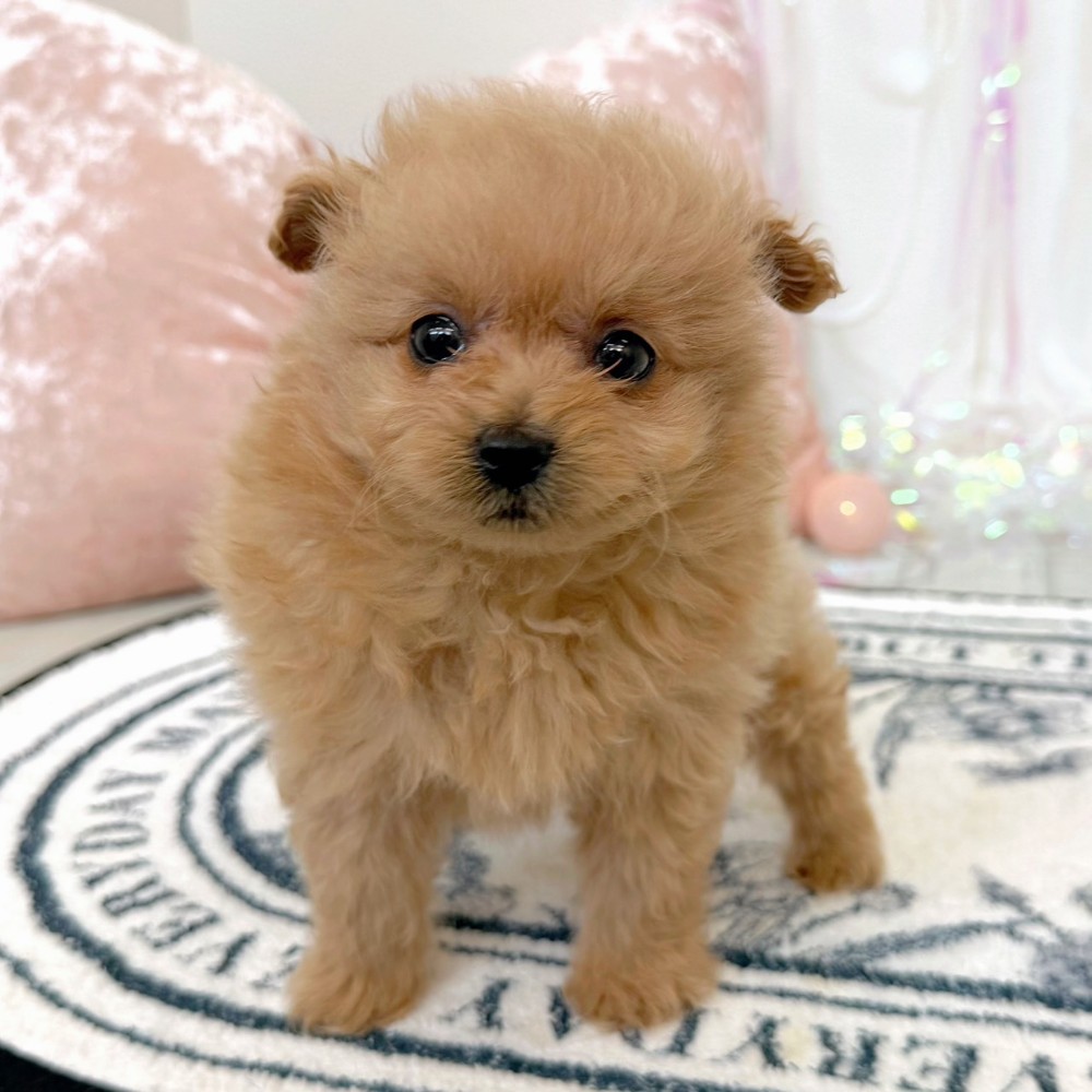 福岡県のポメプー(ポメラニアン×プードル) (犬の家＆猫の里シュロアモール筑紫野店/2026年2月17日生まれ/女の子/クリーム)の子犬の4枚目の画像