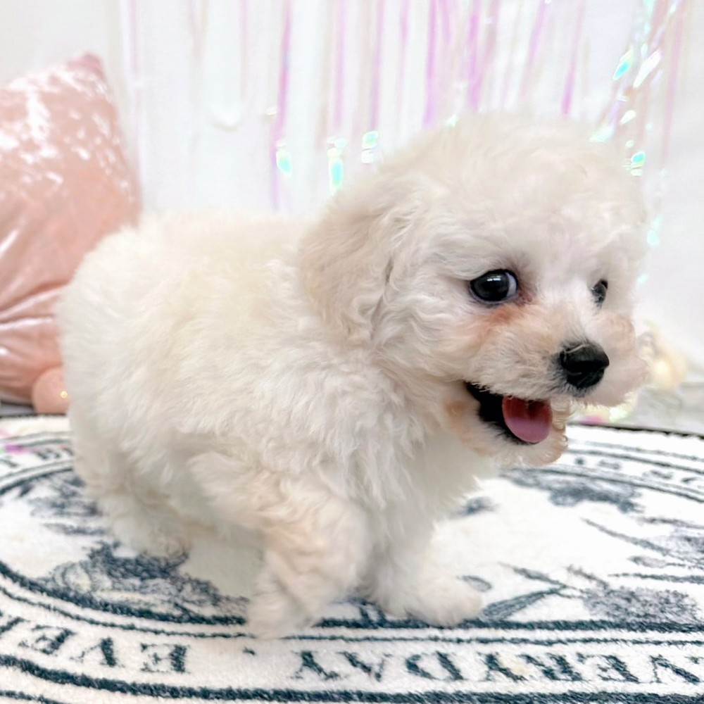 福岡県のビションプー(ビションフリーゼ×プードル) (犬の家＆猫の里シュロアモール筑紫野店/2026年2月14日生まれ/男の子/ホワイト)の子犬の4枚目の画像