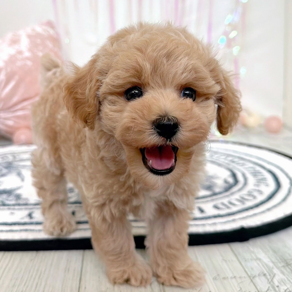 福岡県のトイプードル(トイ) (犬の家＆猫の里シュロアモール筑紫野店/2026年2月15日生まれ/男の子/クリーム)の子犬の4枚目の画像