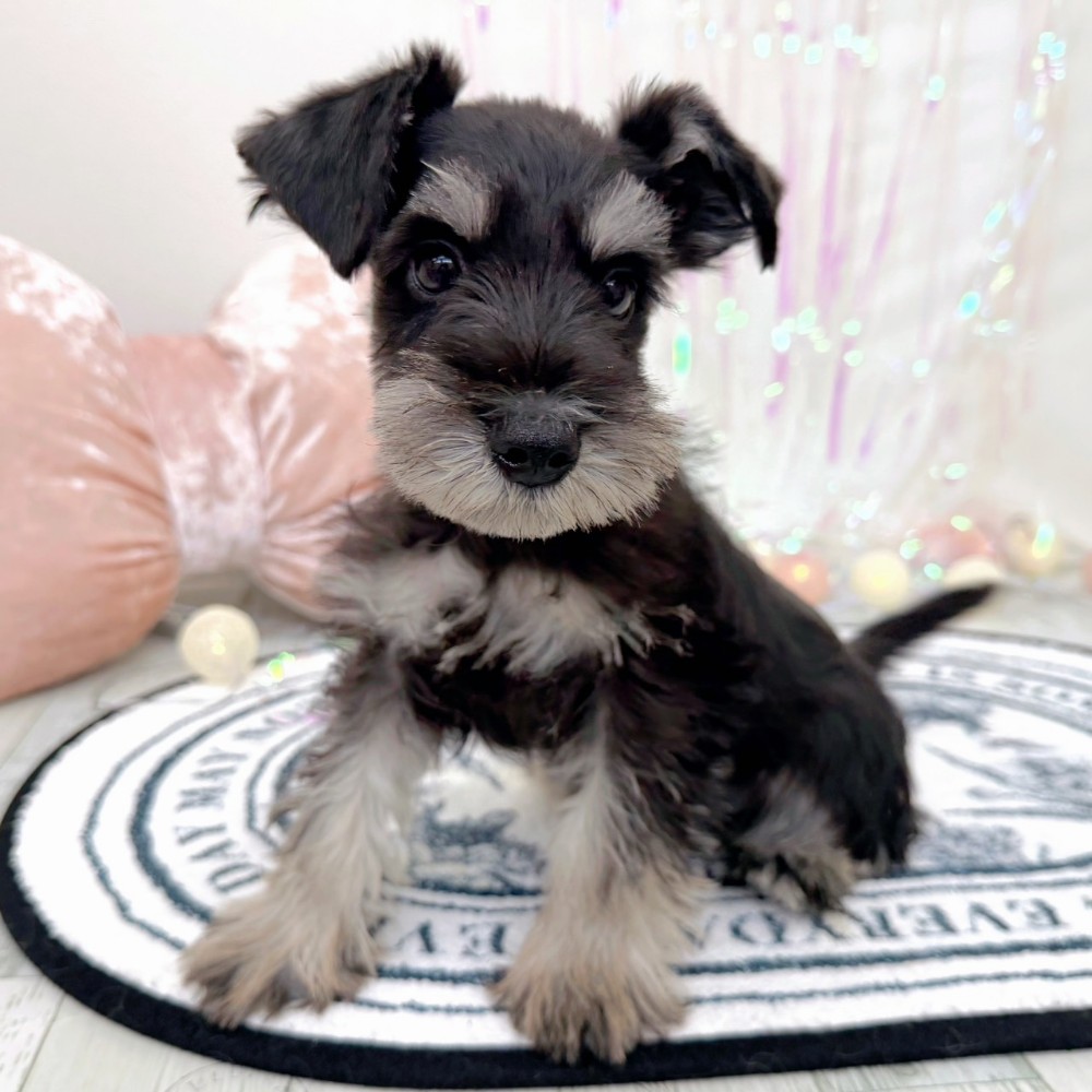 福岡県のミニチュアシュナウザー (犬の家＆猫の里シュロアモール筑紫野店/2026年2月6日生まれ/男の子/ブラックシルバー)の子犬の4枚目の画像