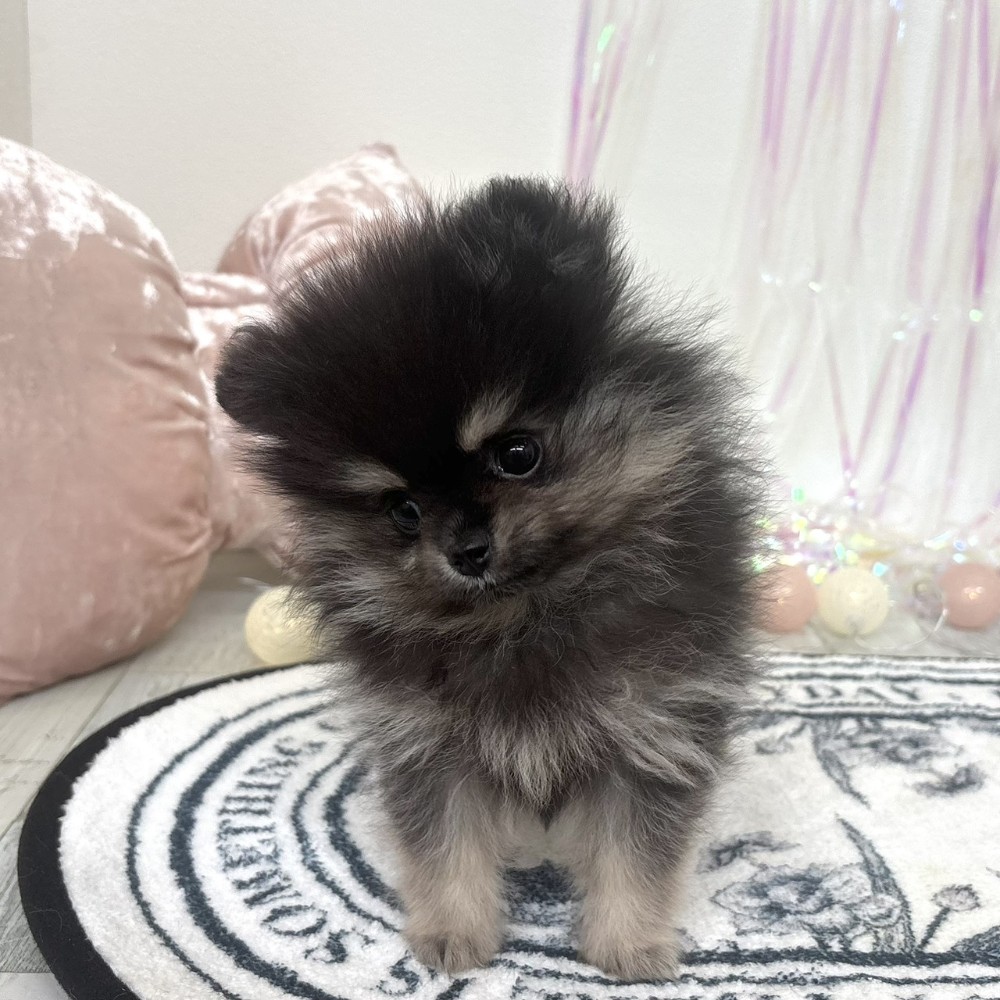 福岡県のポメラニアン (犬の家＆猫の里シュロアモール筑紫野店/2026年2月5日生まれ/女の子/ブラックタン)の子犬の4枚目の画像