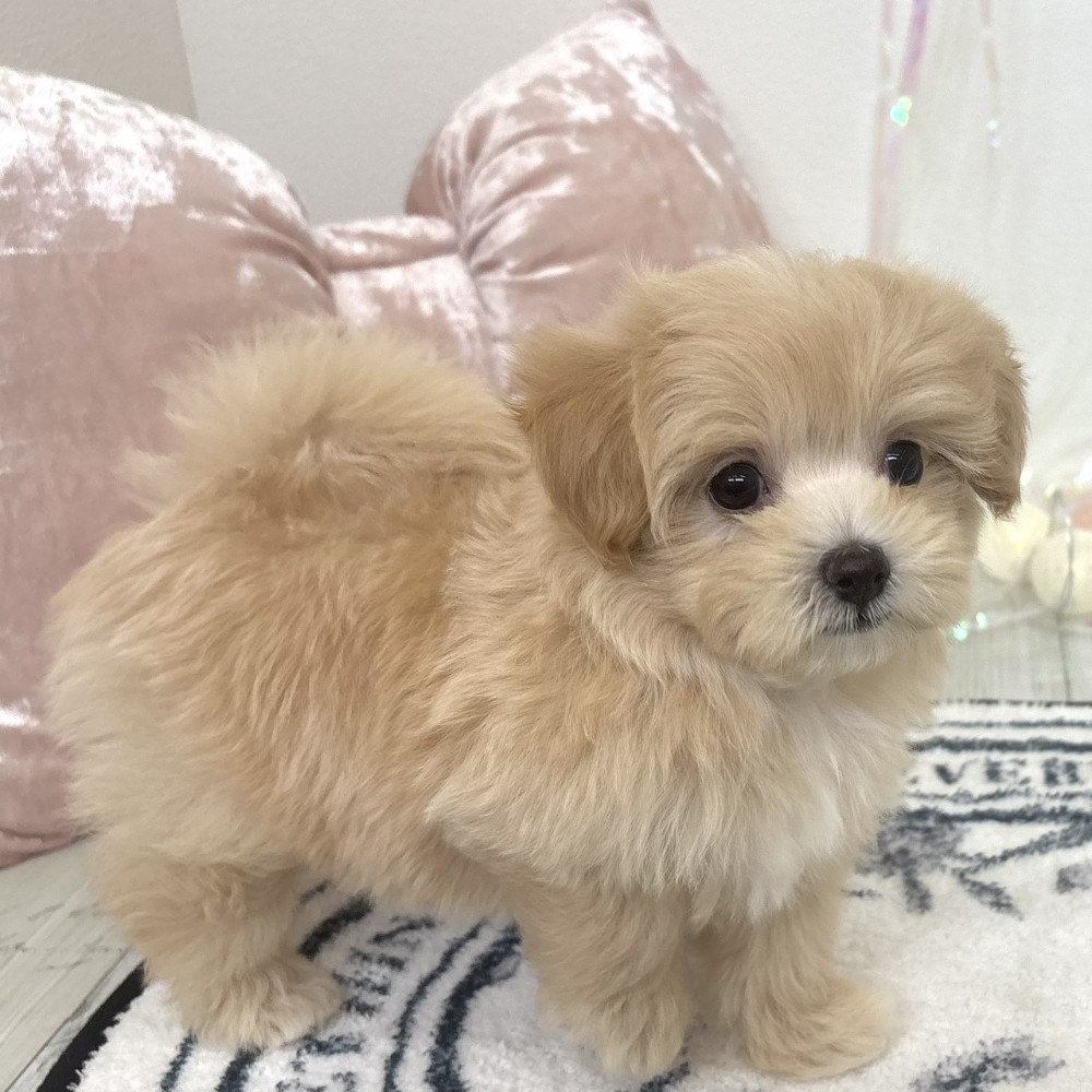 福岡県のマルプー(マルチーズ×プードル) (犬の家＆猫の里シュロアモール筑紫野店/2026年2月24日生まれ/女の子/クリーム)の子犬の4枚目の画像