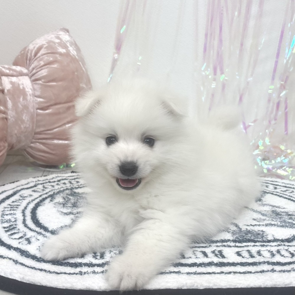 福岡県の日本スピッツ (犬の家＆猫の里シュロアモール筑紫野店/2026年2月23日生まれ/男の子/ホワイト)の子犬の4枚目の画像