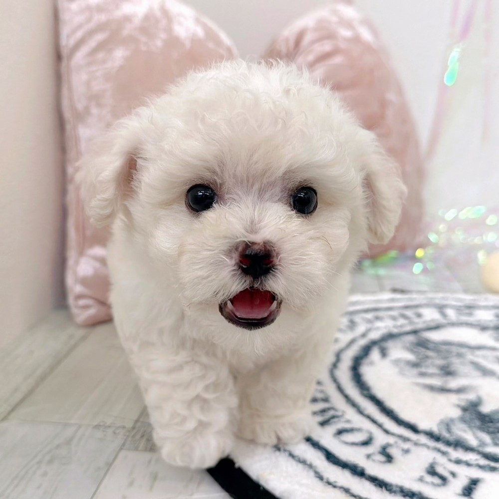 福岡県のビションフリーゼ (犬の家＆猫の里シュロアモール筑紫野店/2026年2月18日生まれ/男の子/ホワイト)の子犬の4枚目の画像