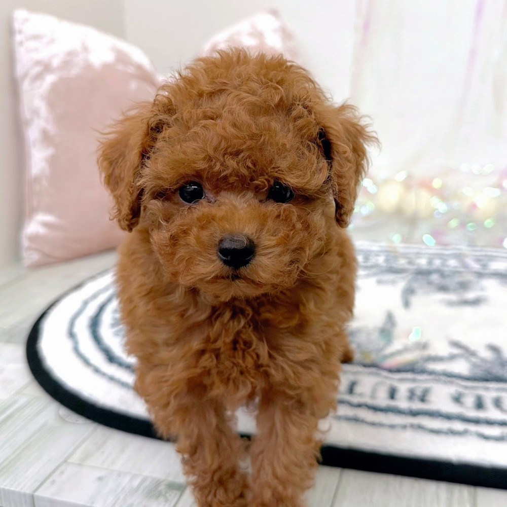 福岡県のトイプードル(タイニー) (犬の家＆猫の里シュロアモール筑紫野店/2026年2月21日生まれ/女の子/レッド)の子犬の4枚目の画像