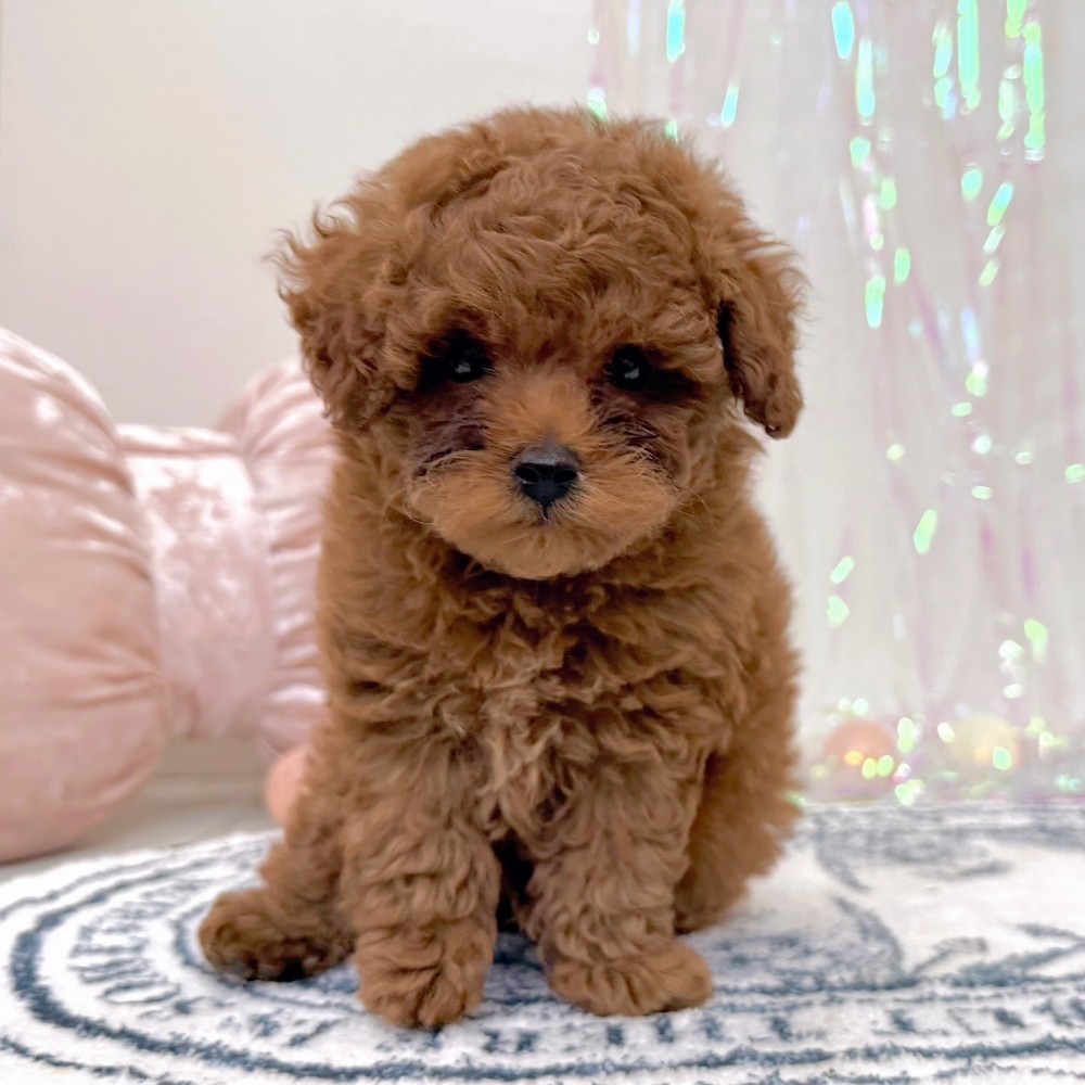 福岡県のトイプードル(トイ) (犬の家＆猫の里シュロアモール筑紫野店/2026年2月22日生まれ/男の子/レッド)の子犬の4枚目の画像