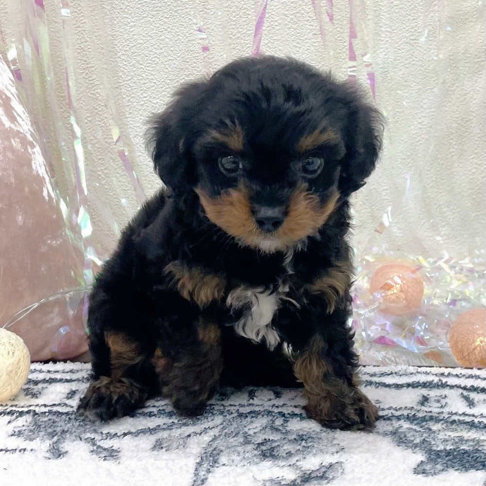 福岡県のチワプー/プーチー(チワワ×プードル) (犬の家＆猫の里シュロアモール筑紫野店/2026年3月1日生まれ/男の子/ブラックタン)の子犬の4枚目の画像