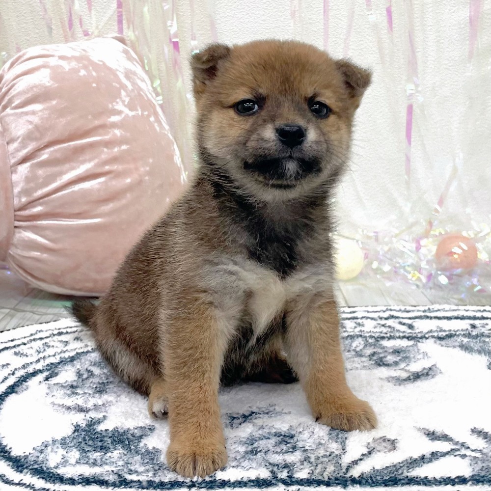 福岡県の豆柴 (犬の家＆猫の里シュロアモール筑紫野店/2026年2月27日生まれ/女の子/赤)の子犬の4枚目の画像