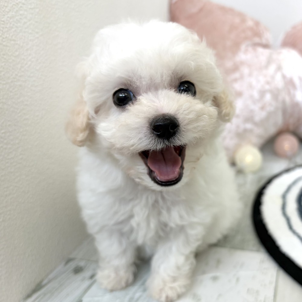 福岡県のビションプー(ビションフリーゼ×プードル) (犬の家＆猫の里シュロアモール筑紫野店/2026年3月8日生まれ/女の子/ホワイト)の子犬の4枚目の画像