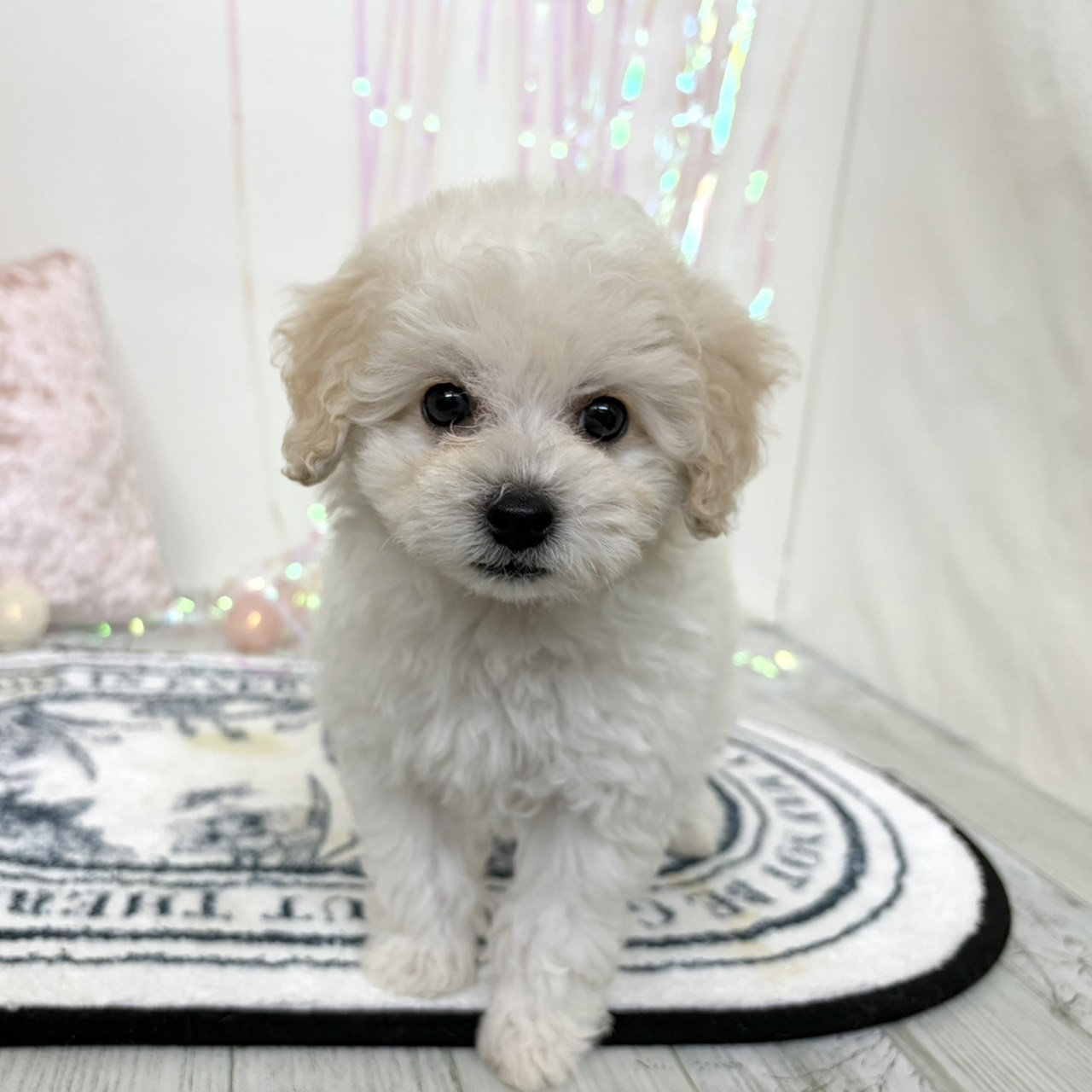 福岡県のビションプー(ビションフリーゼ×プードル) (犬の家＆猫の里シュロアモール筑紫野店/2026年3月8日生まれ/男の子/ホワイト)の子犬