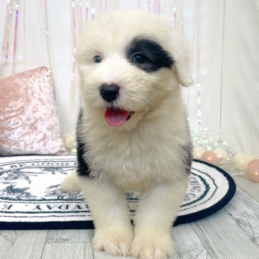 福岡県のオールドイングリッシュシープドッグ (犬の家＆猫の里シュロアモール筑紫野店/2026年3月16日生まれ/女の子/グレーホワイト)の子犬の4枚目の画像