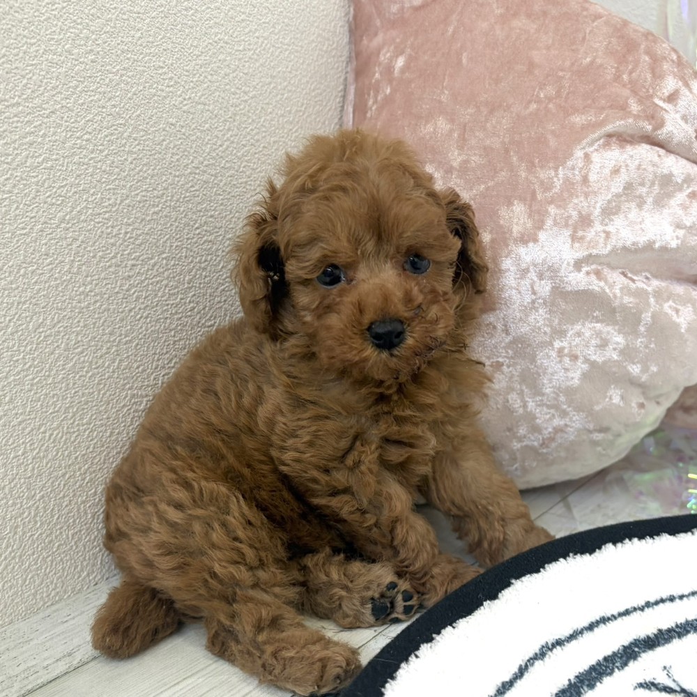 福岡県のトイプードル(タイニー) (犬の家＆猫の里シュロアモール筑紫野店/2026年3月16日生まれ/男の子/オレンジフォーン)の子犬