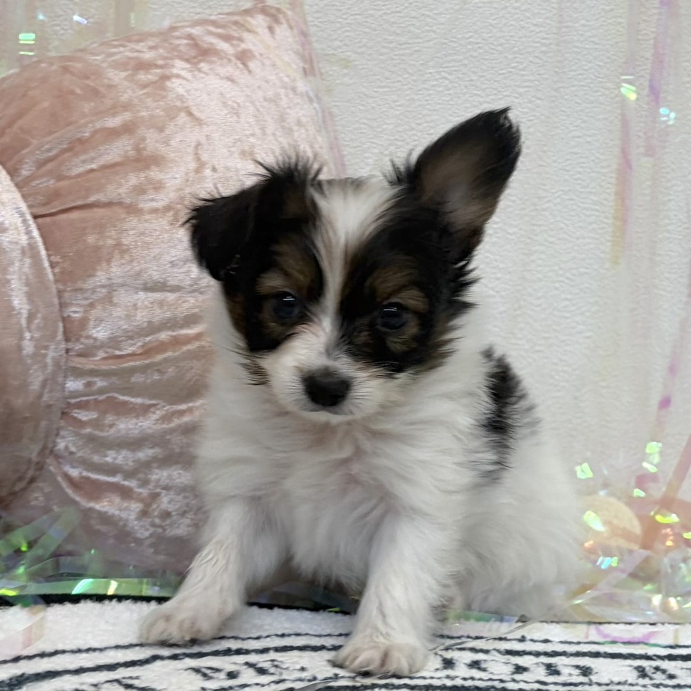 福岡県のパピヨン (犬の家＆猫の里シュロアモール筑紫野店/2026年3月13日生まれ/男の子/ホワイトブラウン)の子犬の4枚目の画像