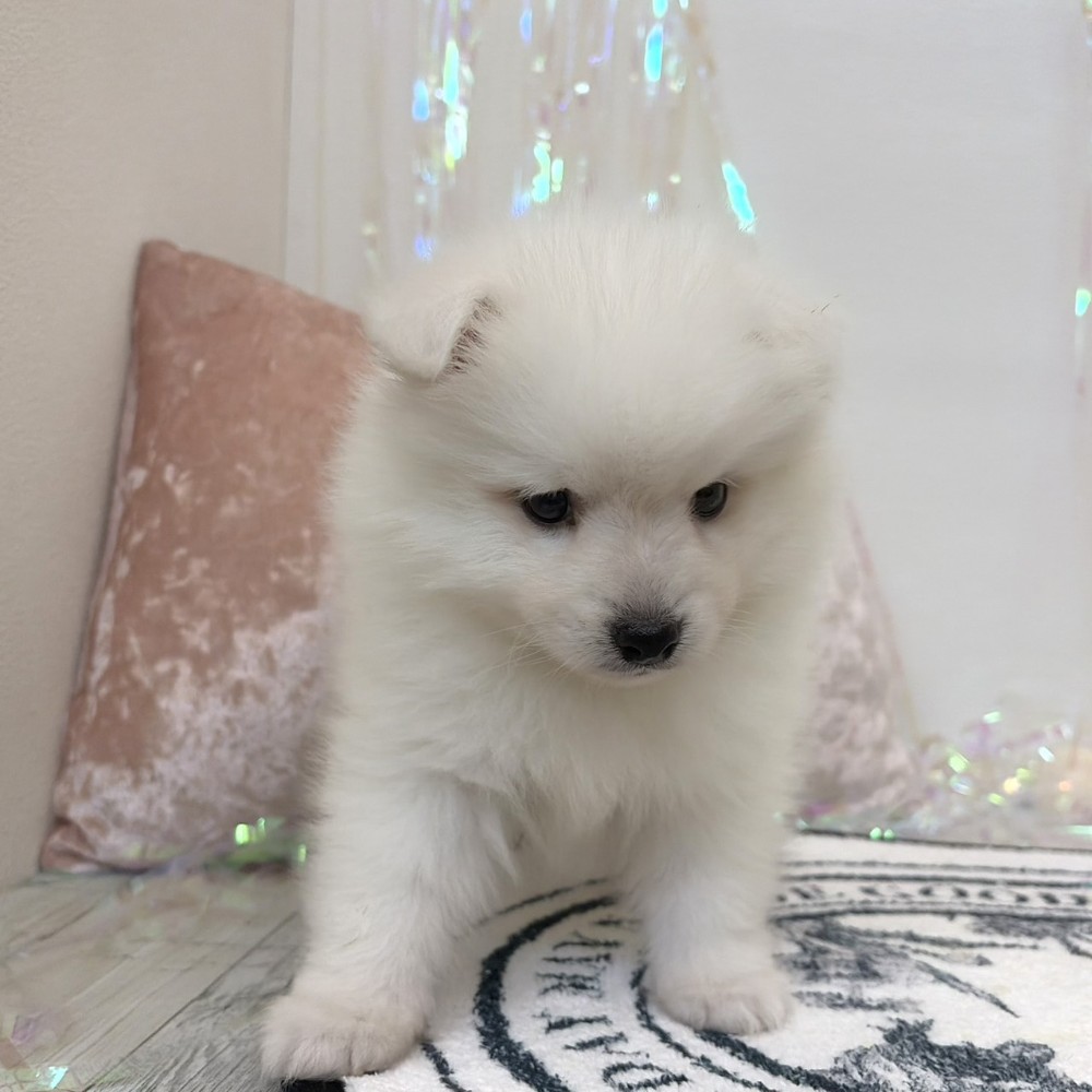 福岡県の日本スピッツ (犬の家＆猫の里シュロアモール筑紫野店/2026年3月15日生まれ/男の子/ホワイト)の子犬の4枚目の画像