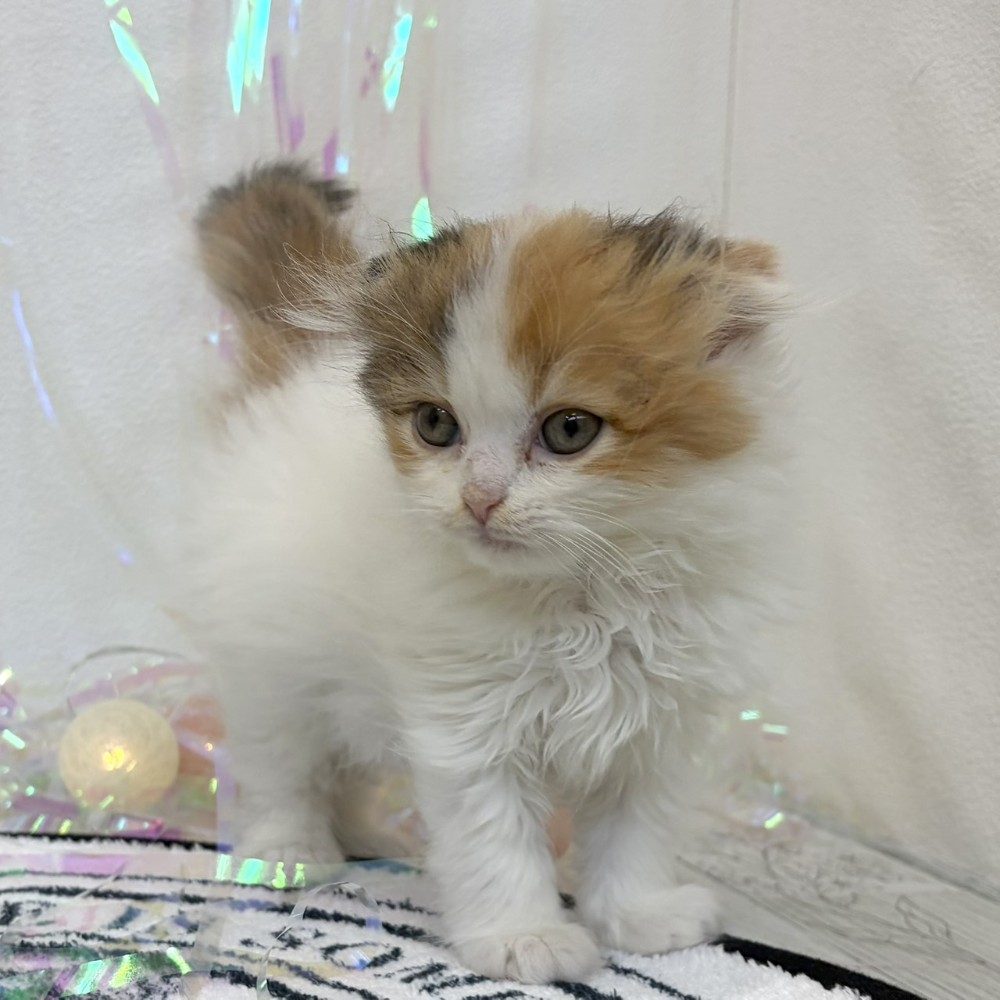 福岡県のスコティッシュフォールド (犬の家＆猫の里シュロアモール筑紫野店/2026年3月14日生まれ/女の子/バンキャリコ)の子猫の4枚目の画像