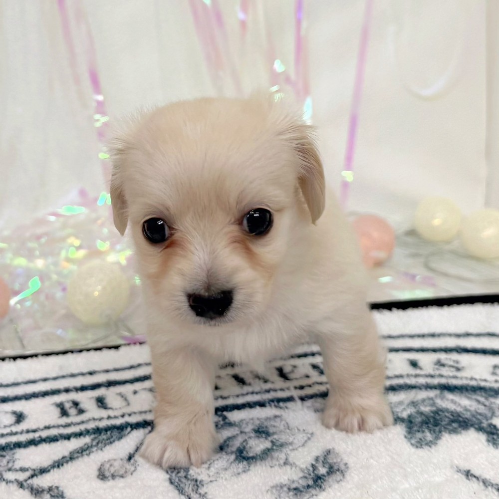 福岡県のチワックス(チワワ×ダックス) (犬の家＆猫の里シュロアモール筑紫野店/2026年3月23日生まれ/女の子/クリームホワイト)の子犬の4枚目の画像