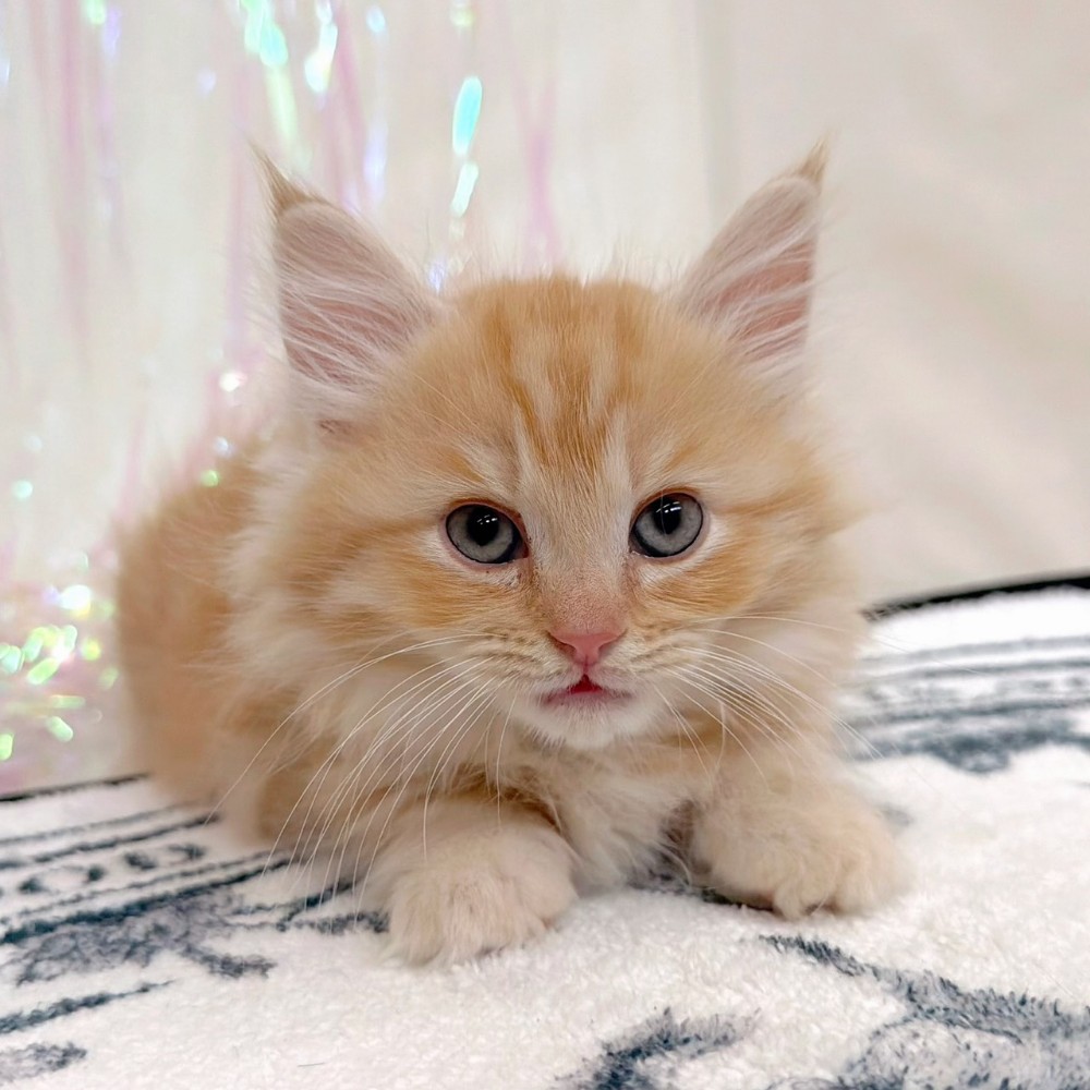 福岡県のミヌエット (犬の家＆猫の里シュロアモール筑紫野店/2026年3月19日生まれ/男の子/レッドタビー)の子猫の4枚目の画像