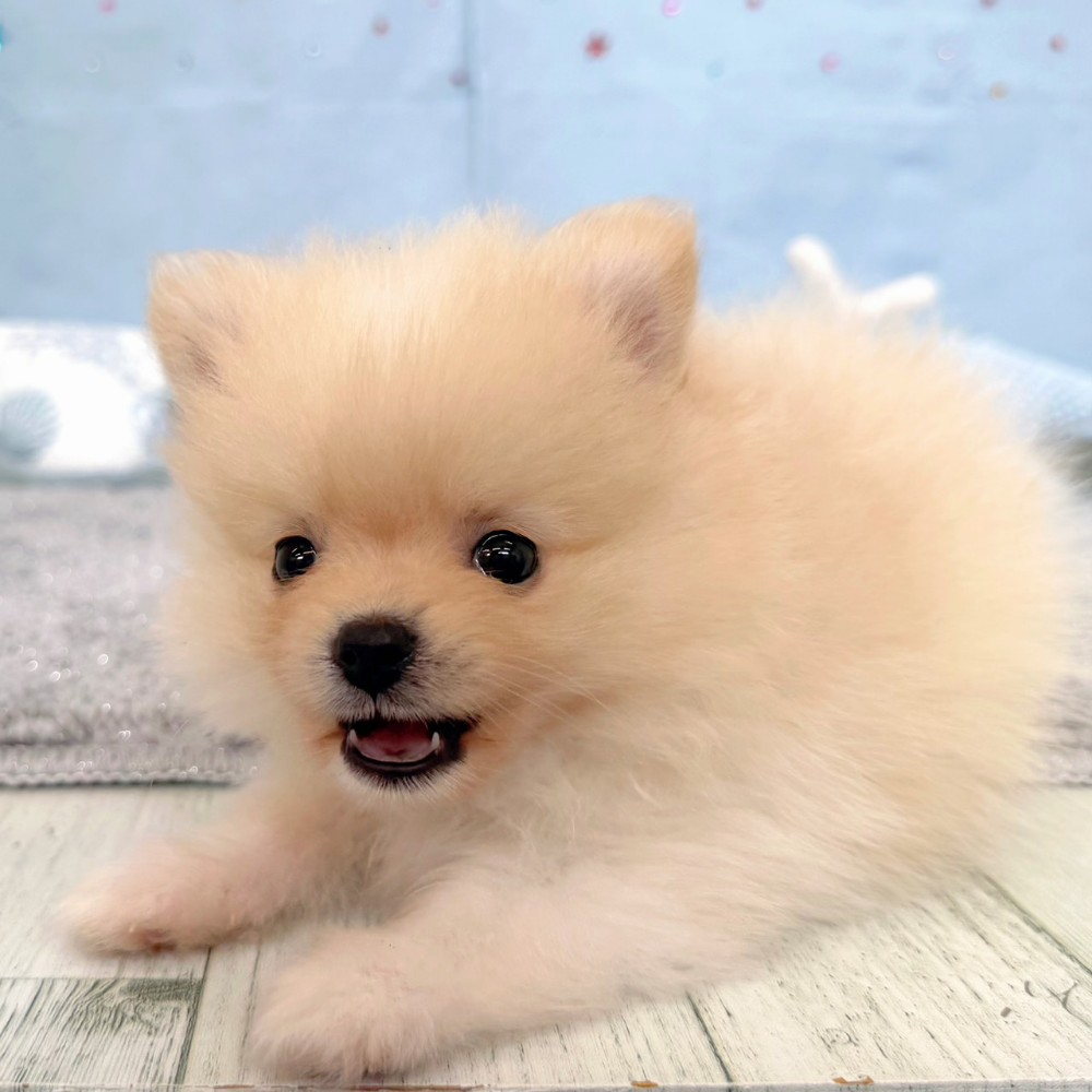 福岡県のポメラニアン (犬の家＆猫の里シュロアモール筑紫野店/2026年3月29日生まれ/女の子/クリーム)の子犬の4枚目の画像