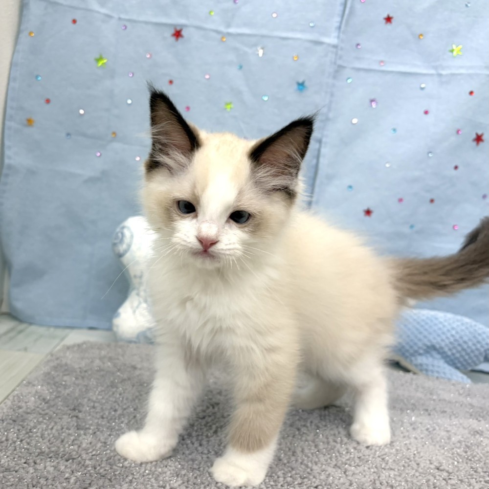 福岡県のラグドール (犬の家＆猫の里シュロアモール筑紫野店/2026年4月5日生まれ/男の子/シールポイントバイカラー)の子猫の4枚目の画像