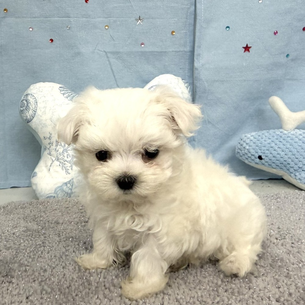 福岡県のマルチーズ (犬の家＆猫の里シュロアモール筑紫野店/2026年4月6日生まれ/女の子/ホワイト)の子犬の4枚目の画像