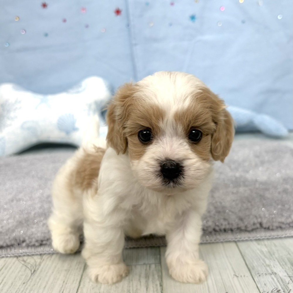 福岡県のハーフ犬・ミックス犬 (犬の家＆猫の里シュロアモール筑紫野店/2026年4月14日生まれ/男の子/ブレンハイム)の子犬の4枚目の画像
