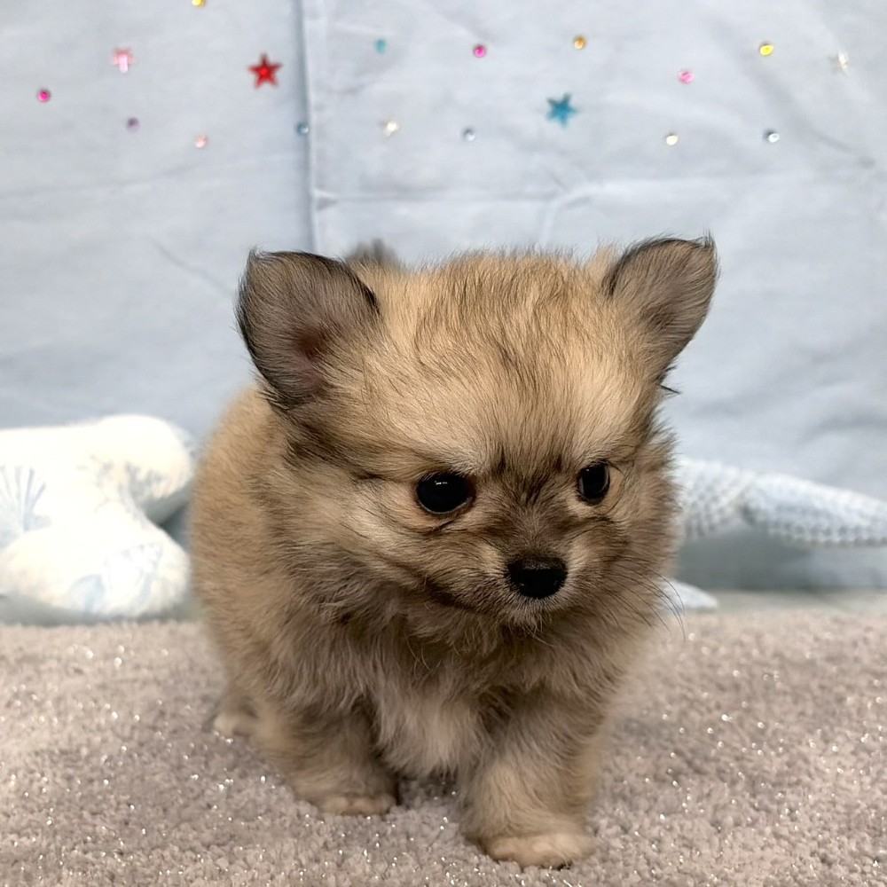 福岡県のポメチワ/チワポメ/ポメチー(ポメラニアン×チワワ) (犬の家＆猫の里シュロアモール筑紫野店/2026年4月10日生まれ/女の子/フォーン)の子犬の4枚目の画像